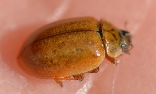 Aphidecta obliterata